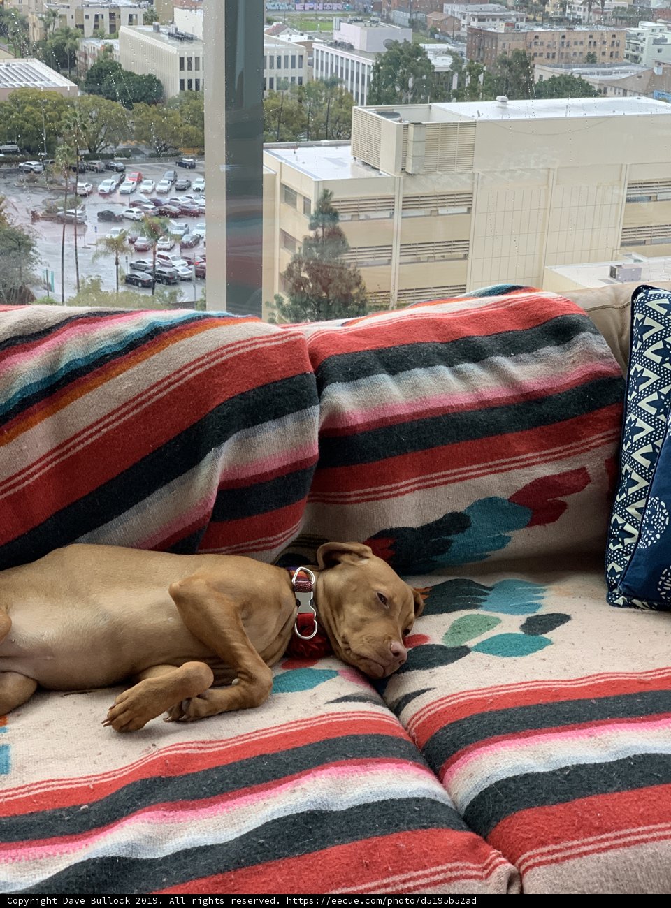 Cozy Pooch on a Comfy Couch