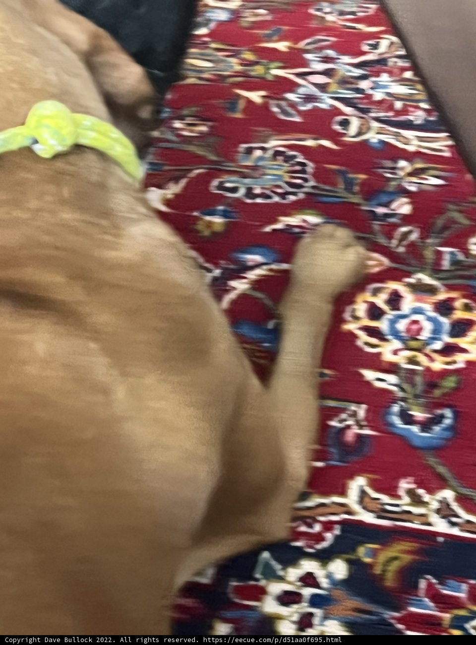 The Leashed Lounger