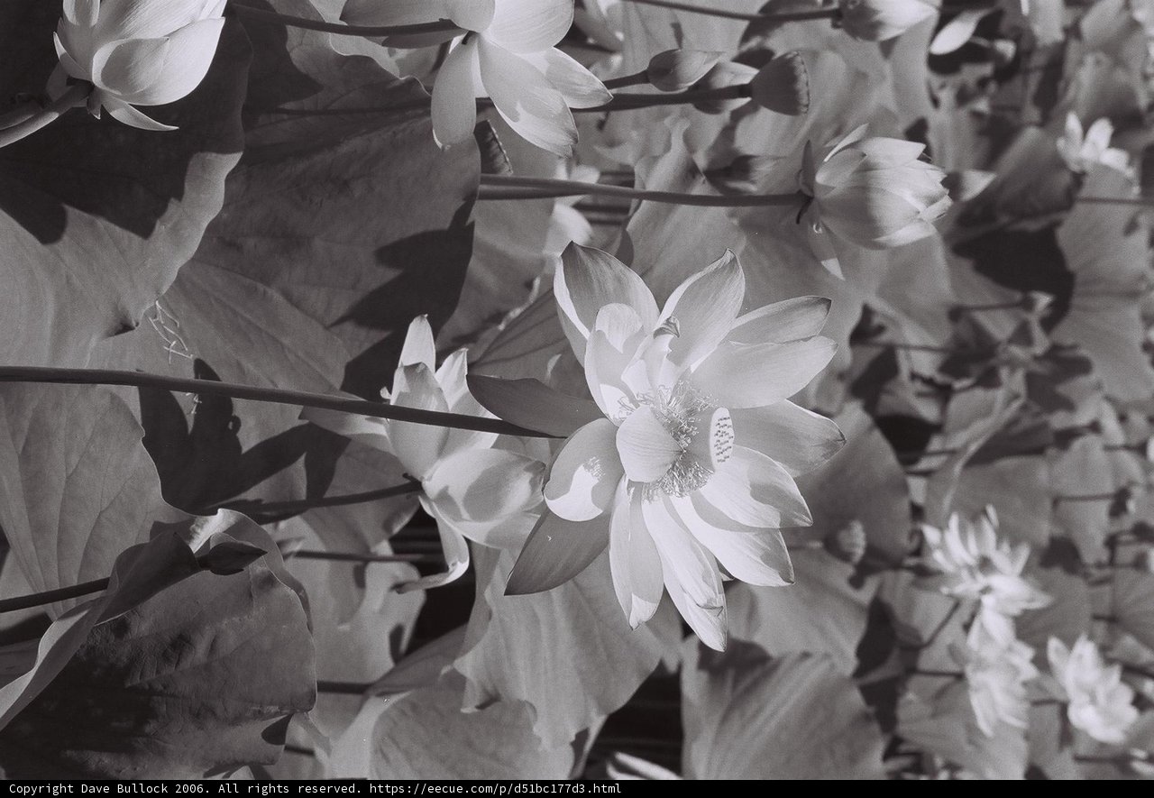 Lotus Flowers in Black and White