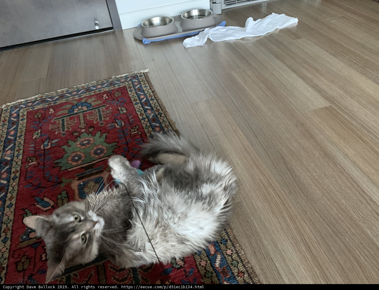 Feline Comfort