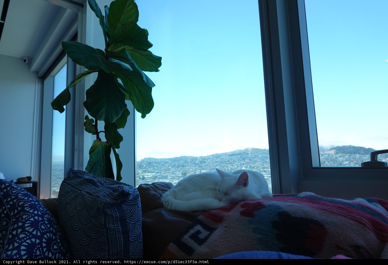 A Feline's Favorite Spot by the Window