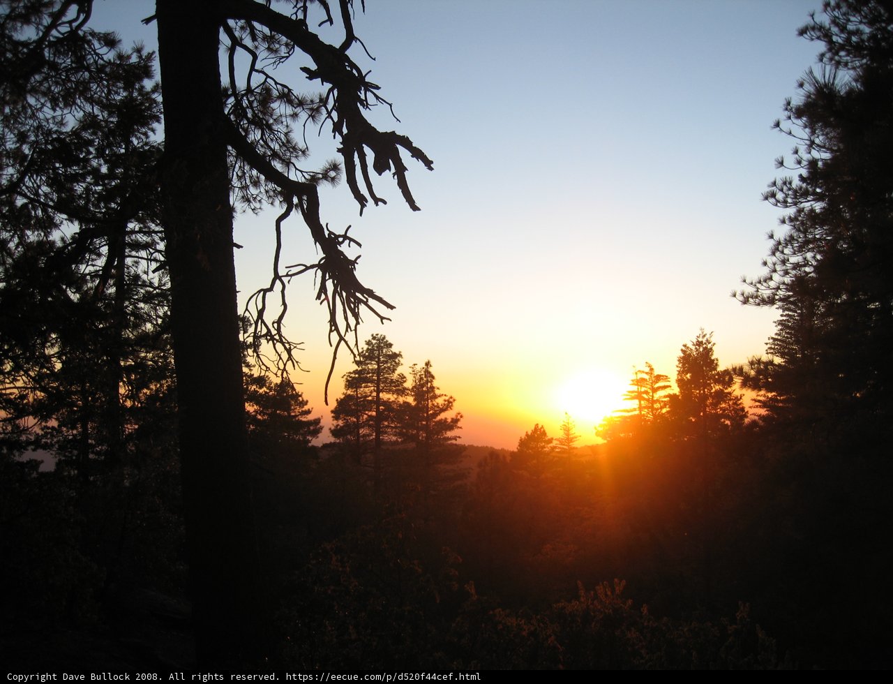 Sunset over the Silhouetted Trees