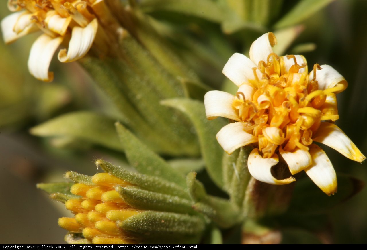 Contrast in Bloom