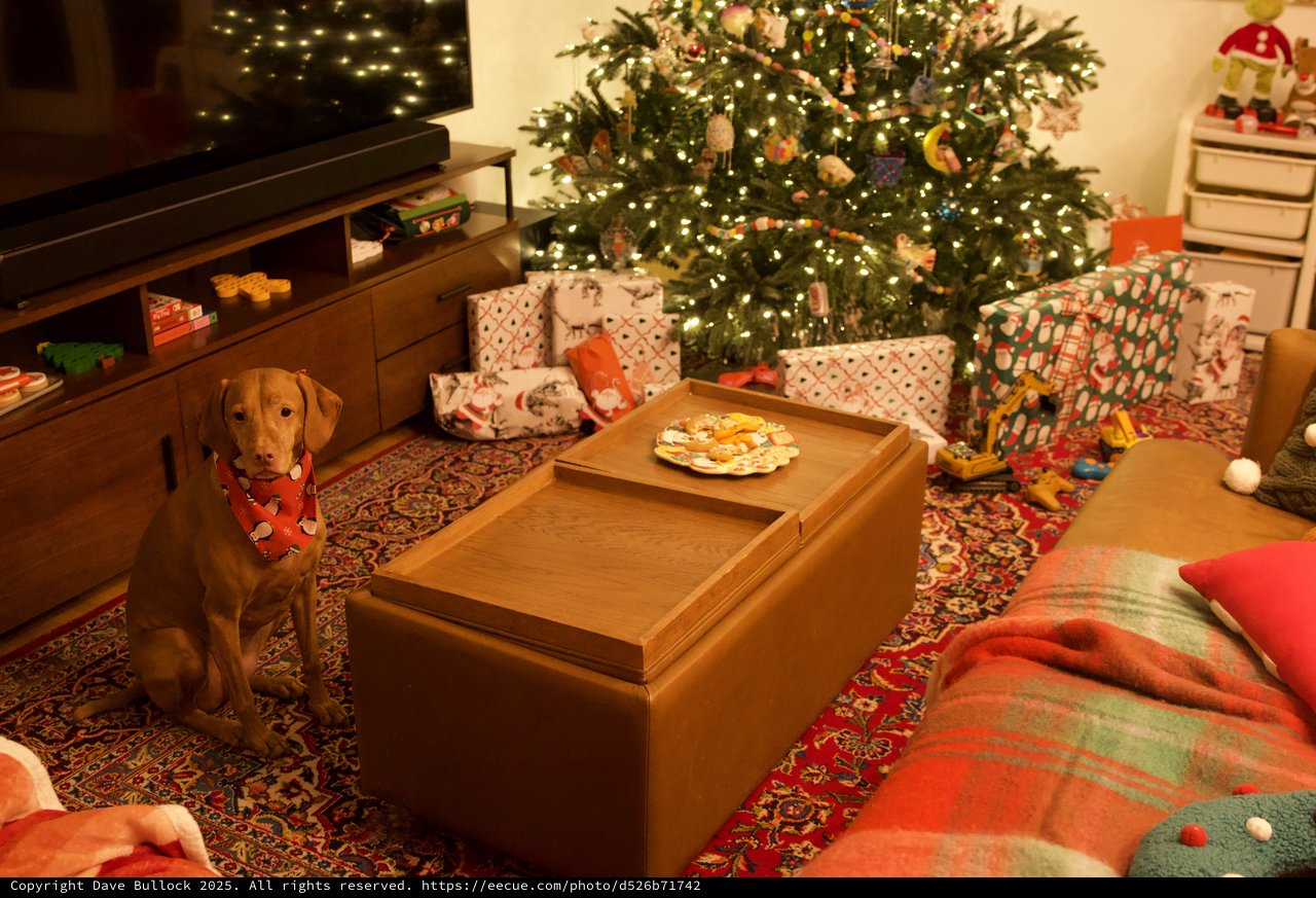 Christmas Morning with a Patient Pup