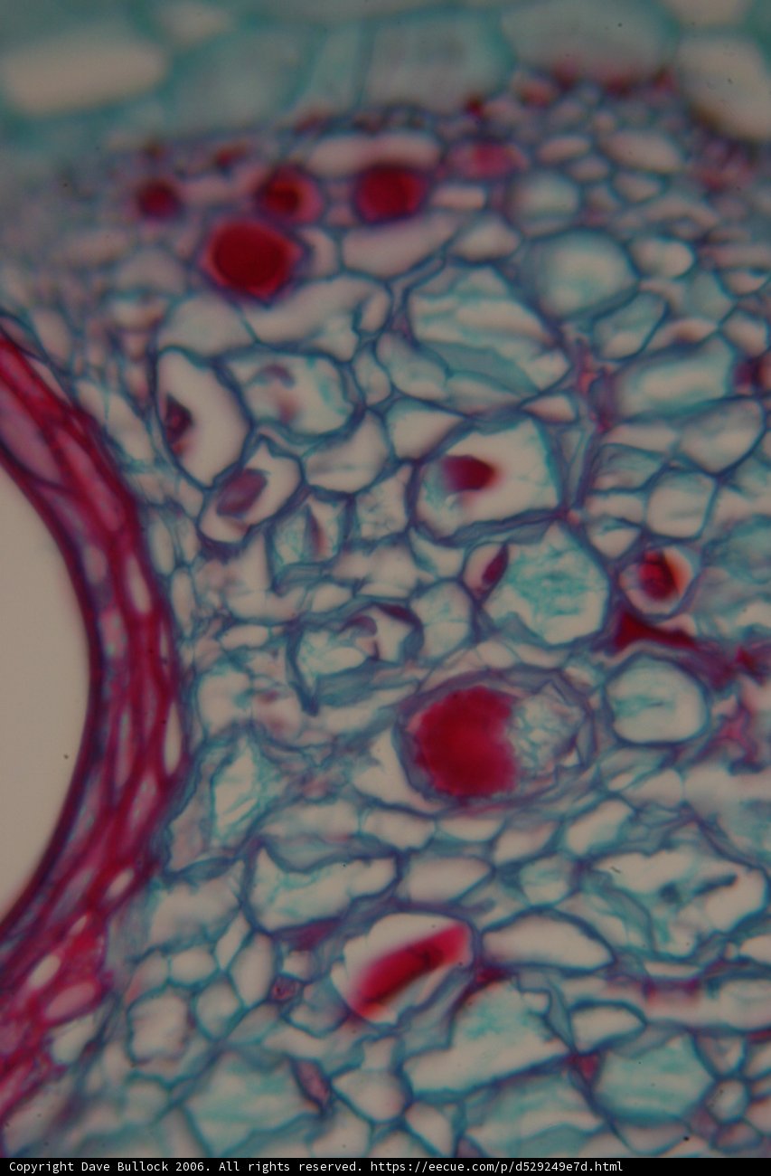 The Intricate Patterns of Plant Cells