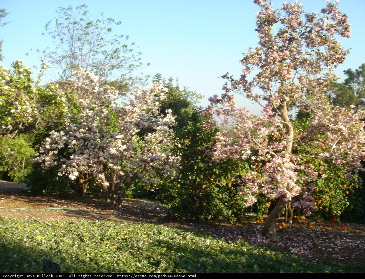 Cherry Blossoms in the Grove
