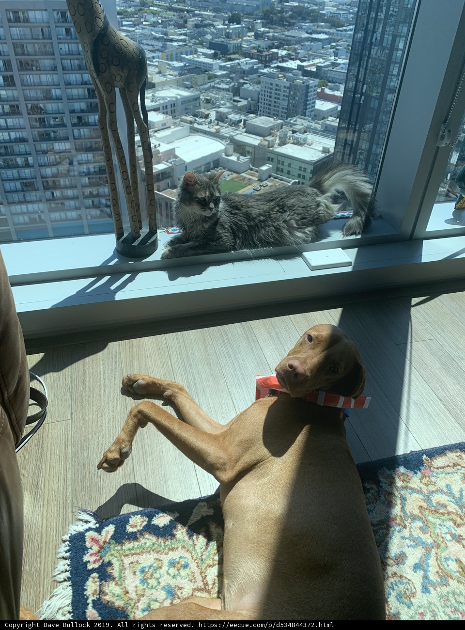 City Pup Rests at Home