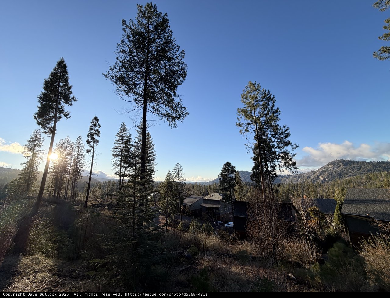 Golden Hour Light Through Sierra Nevada Pines