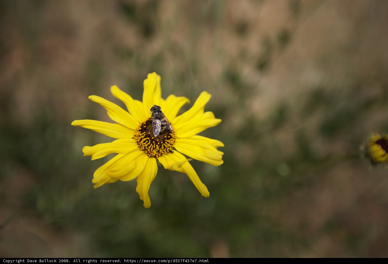 Busy Bee on a Yellow Daisy