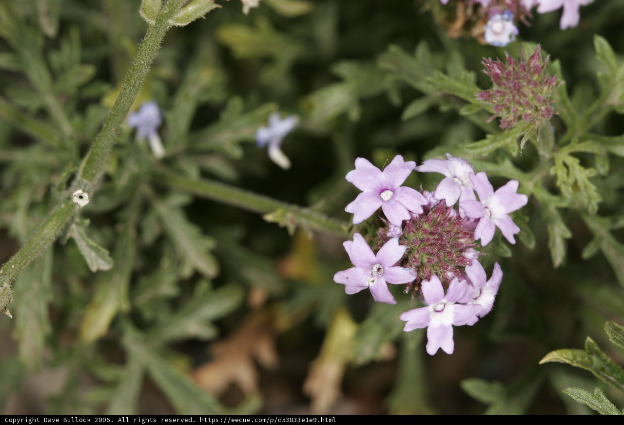 Purple Geranium Blossom and White Flowers