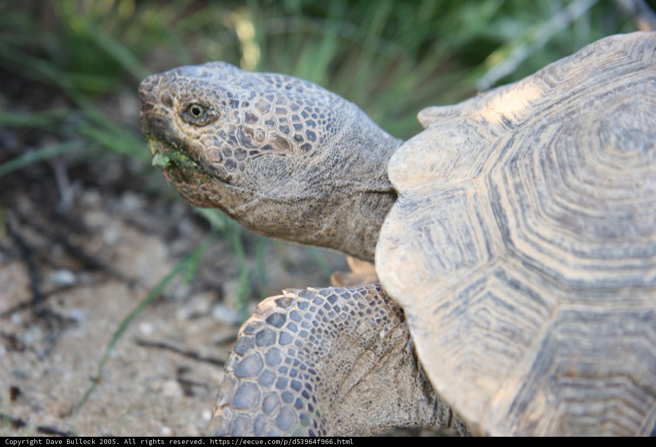 Grass munching tortoise