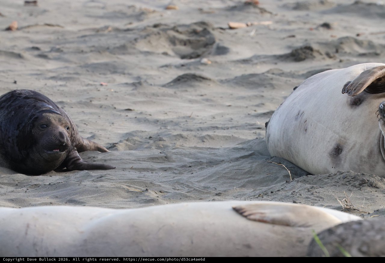 Elephant Seal Pups Resting on Drakes Beach