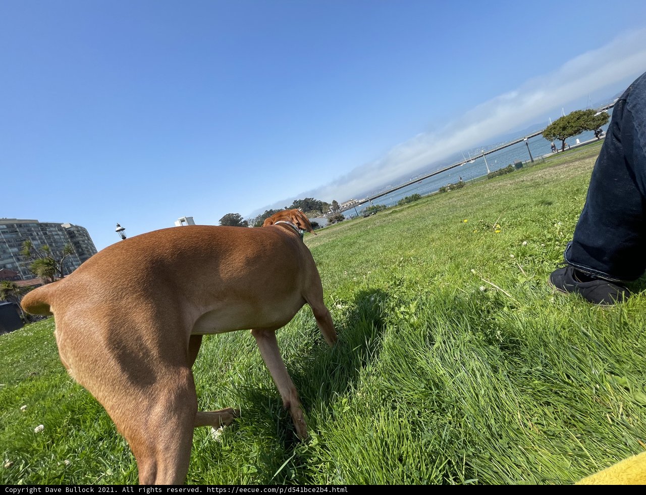 Man's Best Friend at San Francisco Maritime National Historical Park