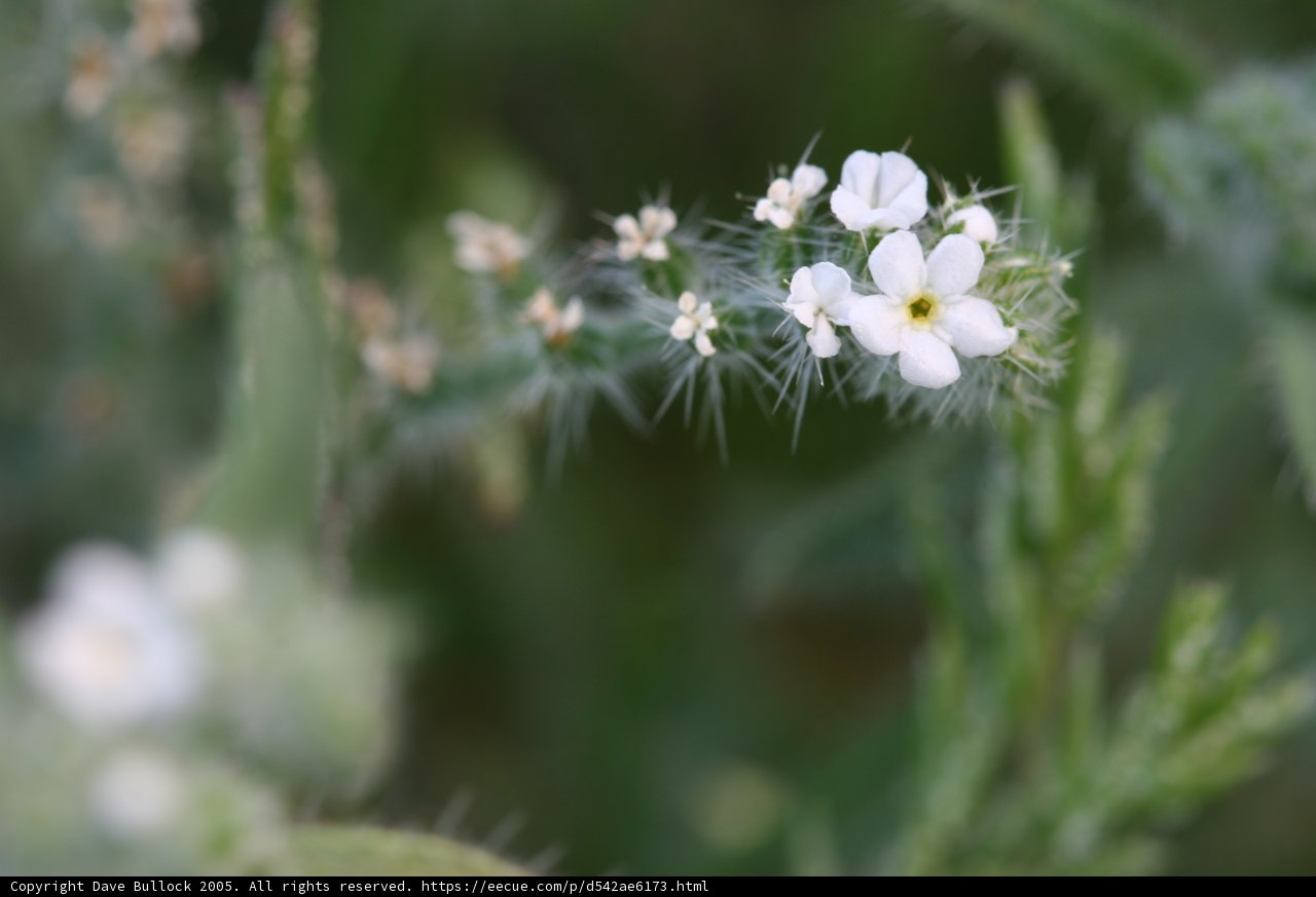 Delicate Geranium Blossom