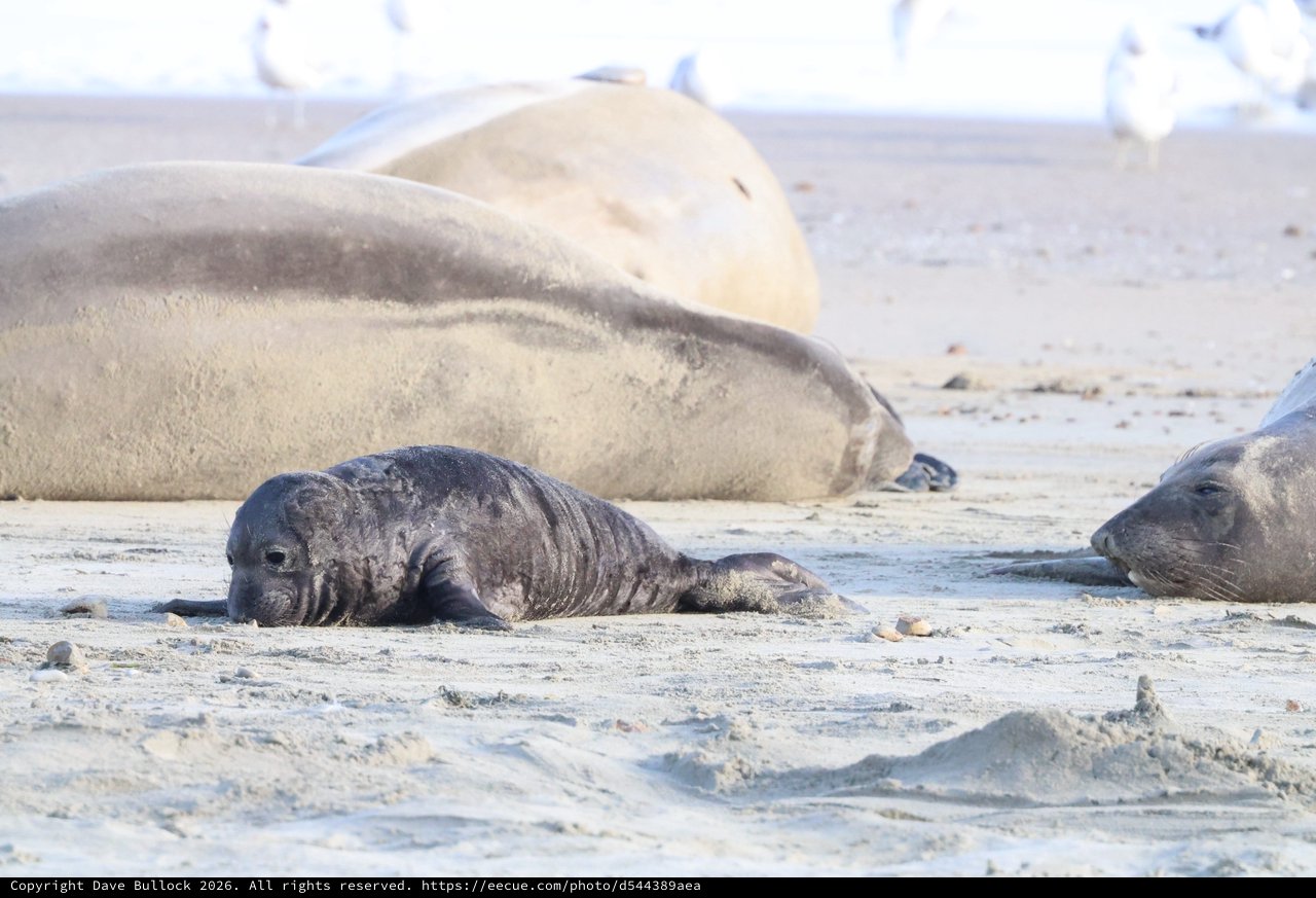Northern Elephant Seal Pup Resting on Sandy Beach