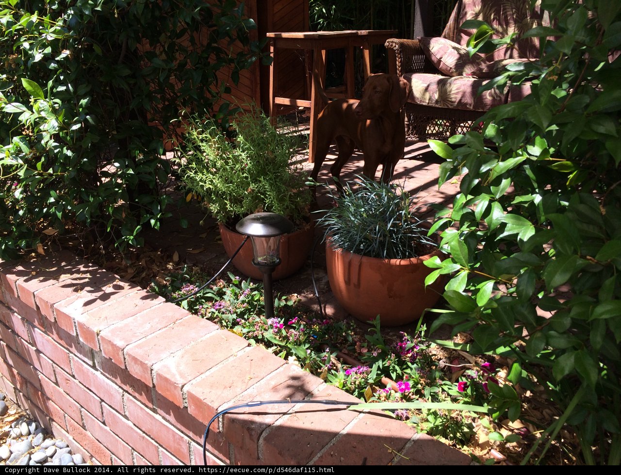 Foliage and Brick Wall
