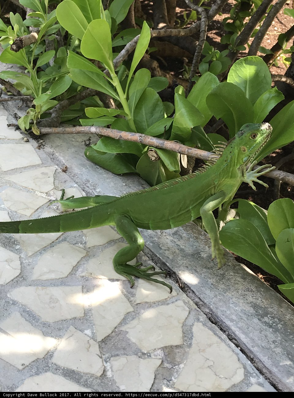 Iguana stroll amidst lush foliage