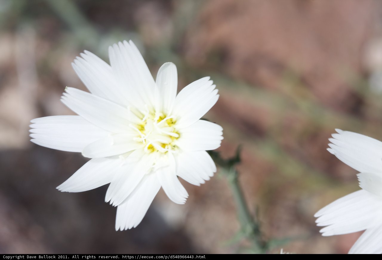 Desert Daisy Duo