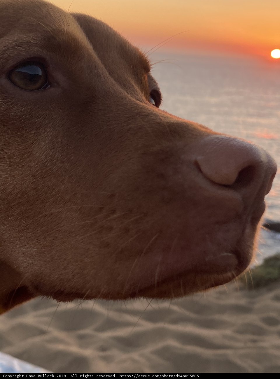 Sunset Gazer