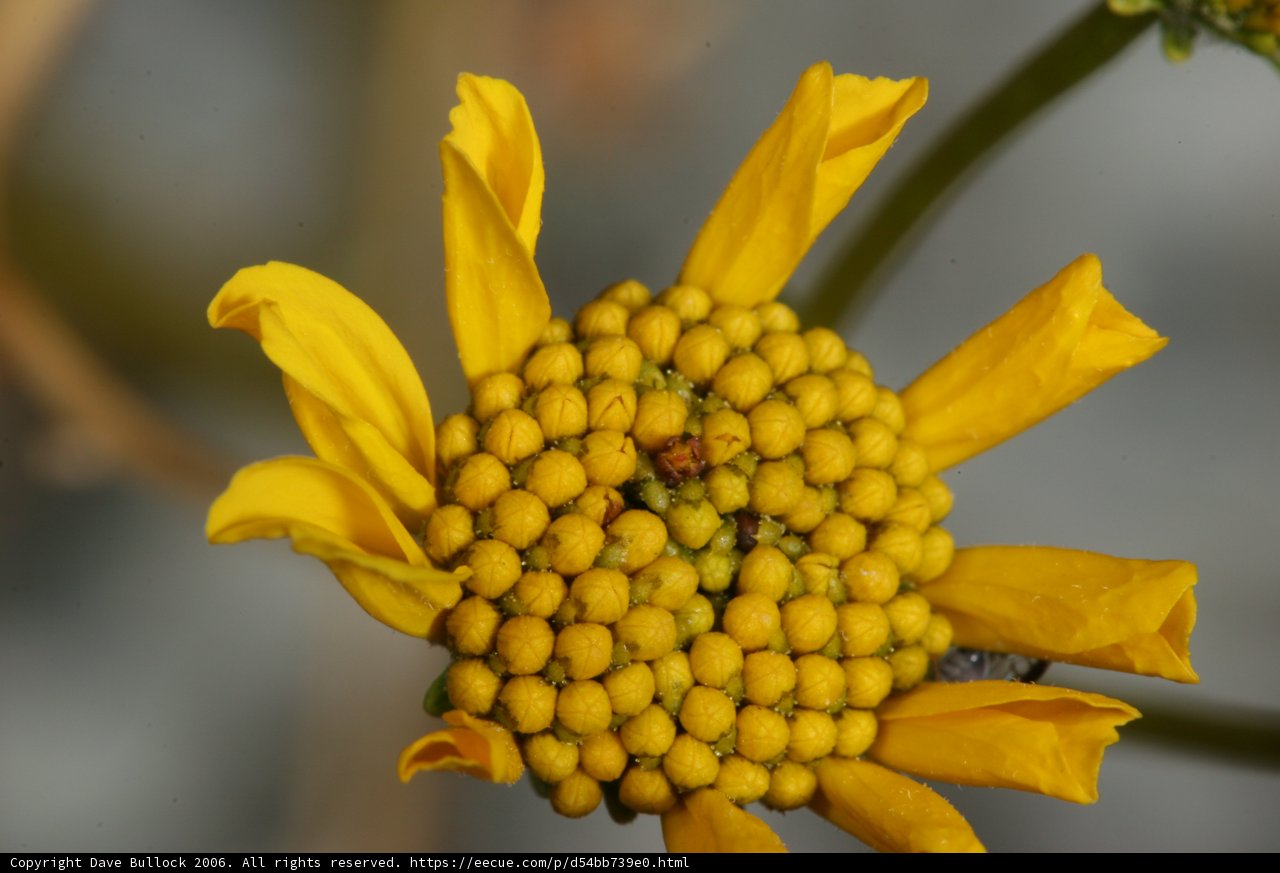 Golden Daisy Blossom