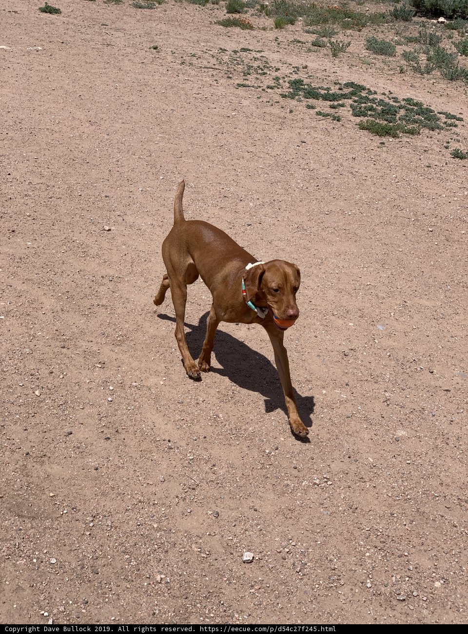 Running Free