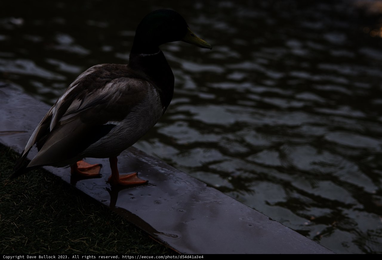Teal Duck Posing Near Pond Ledge