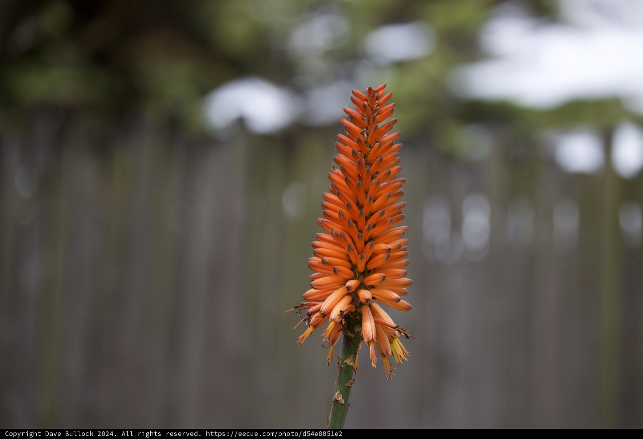 Vibrant Solitude: SF Zoo's Flora