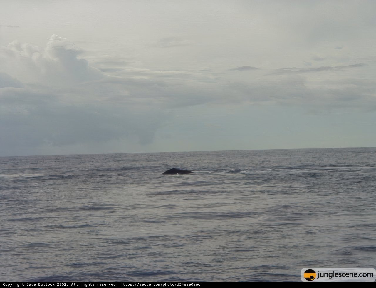 Majestic Whale Swims Near Boat