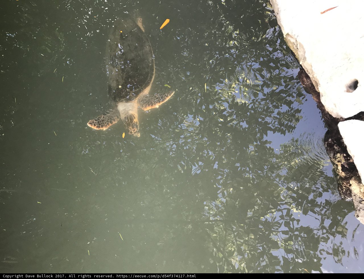 Turtle Bliss