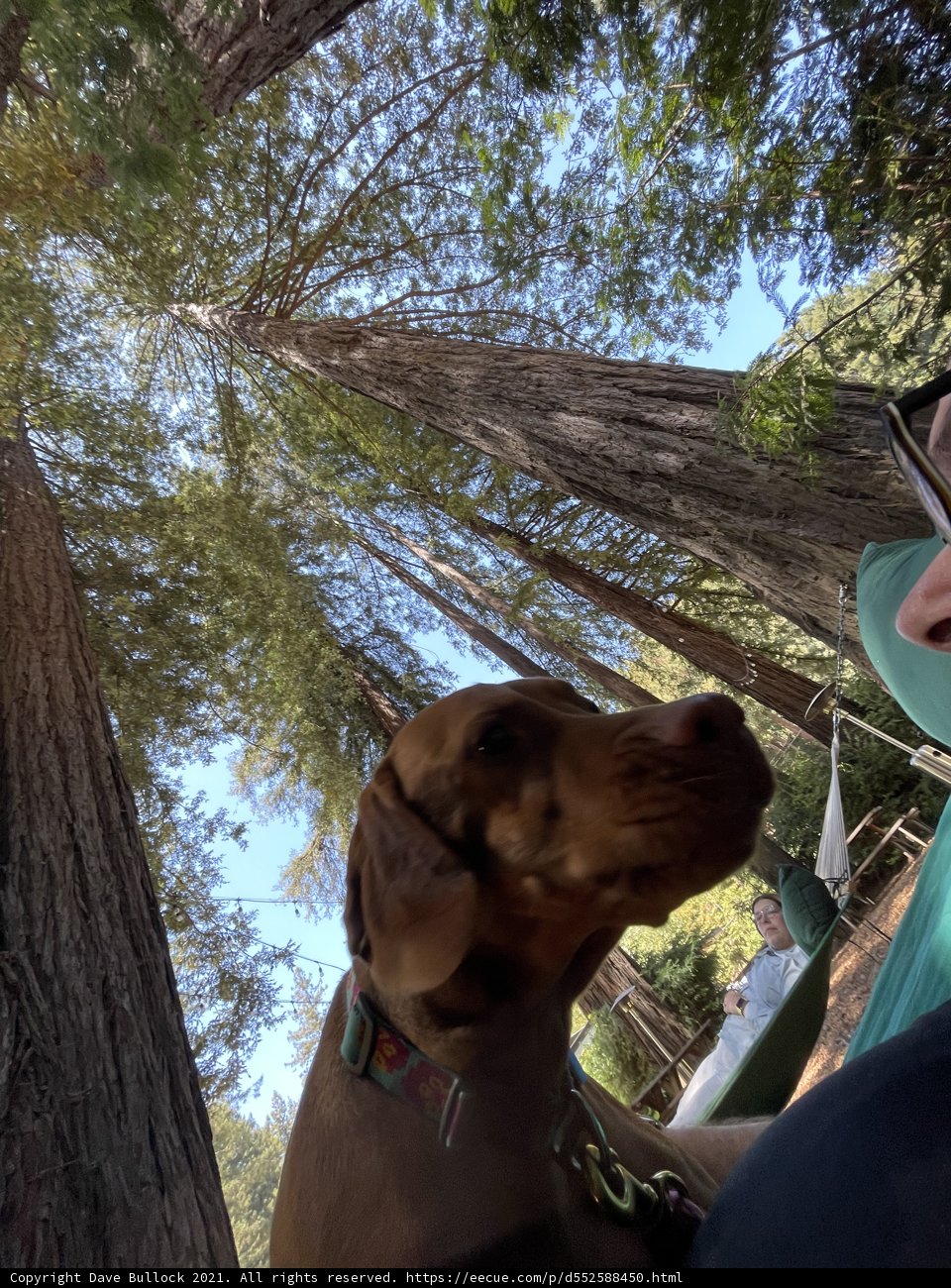 Hammock Hangout with Furry Friend
