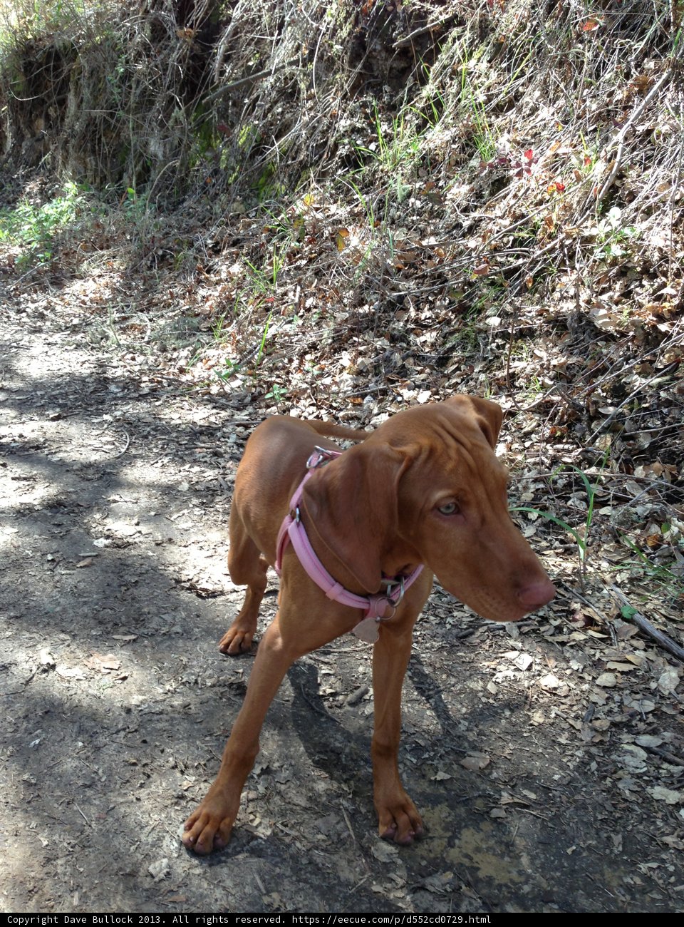 A Vizsla's Adventure in Carmel Valley
