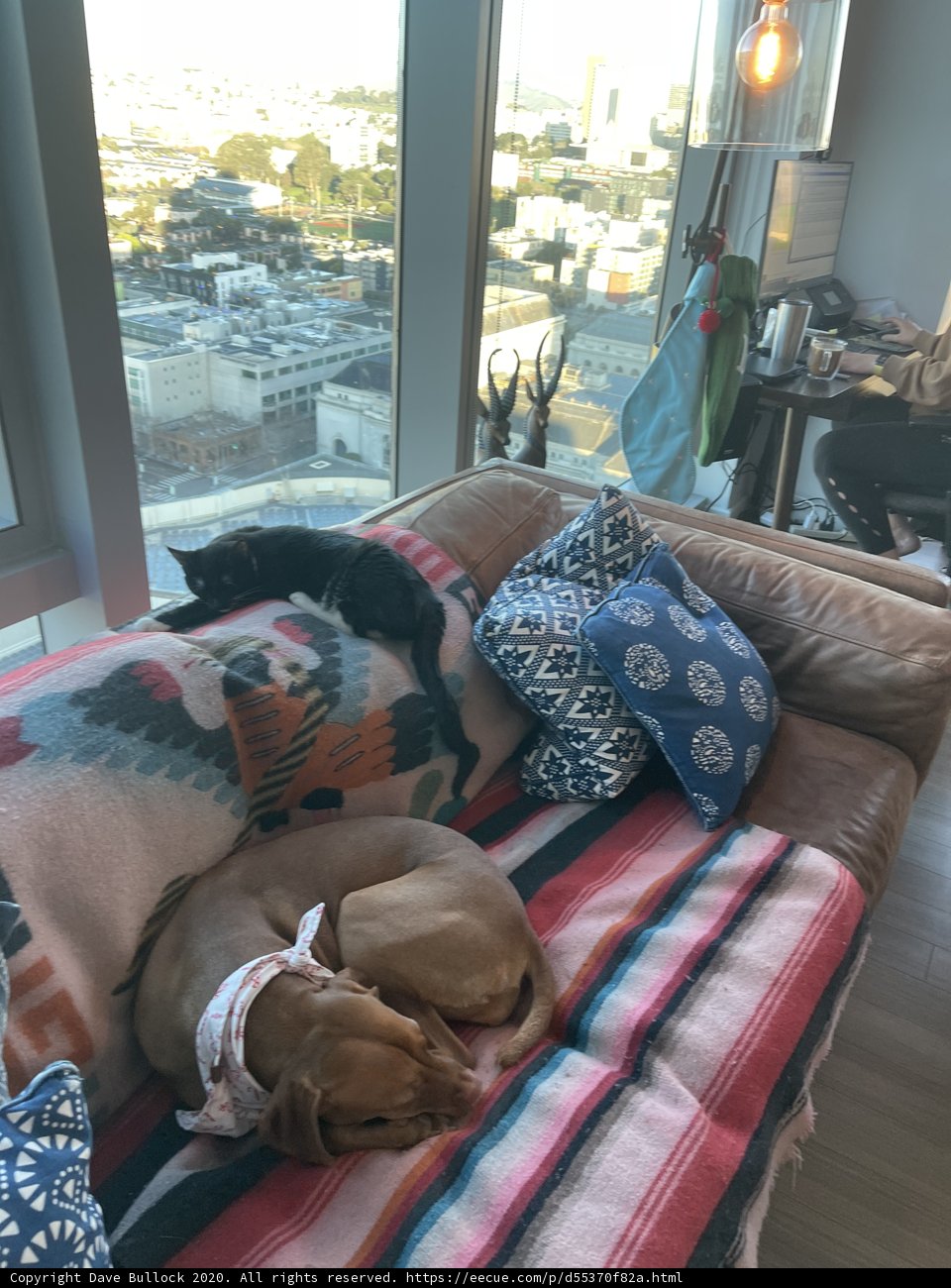 Furry Friends Recharge