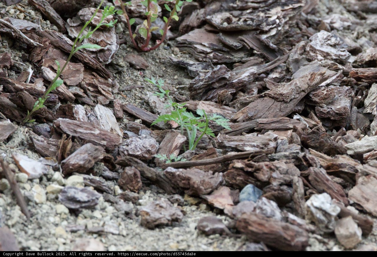 Nature's Resilience