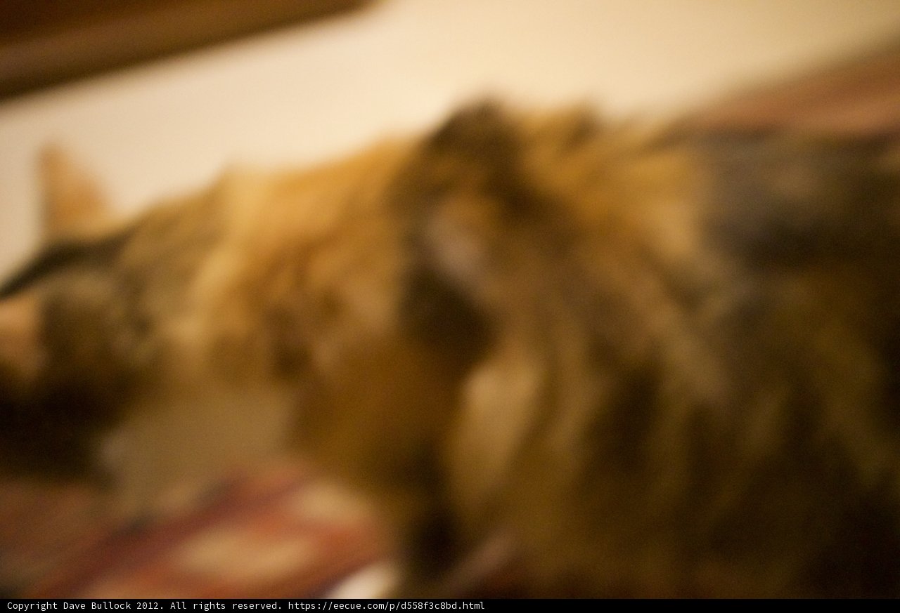 Fuzzy Feline