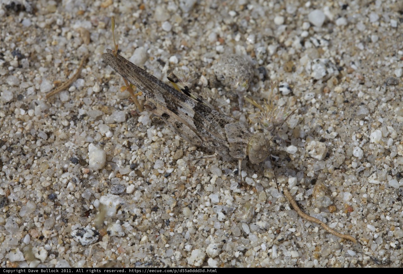 Tiny Cricket Insect on Sandy Terrain