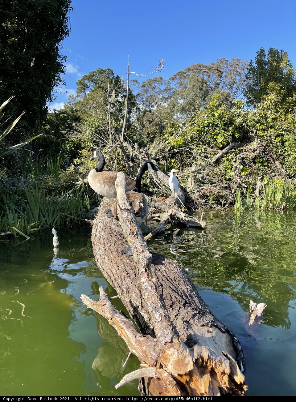 Remains of a Dead Branch