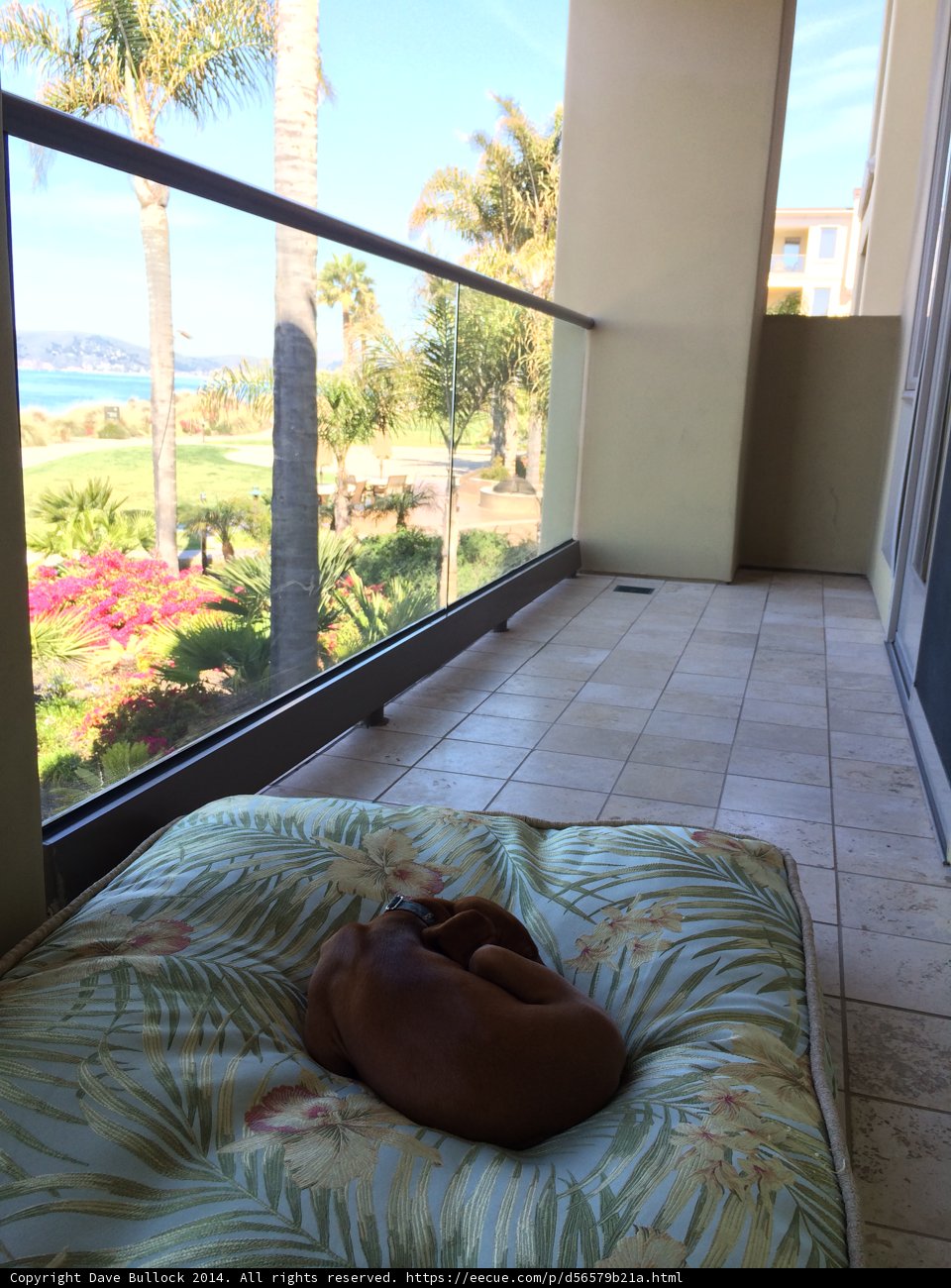 Peaceful Pup