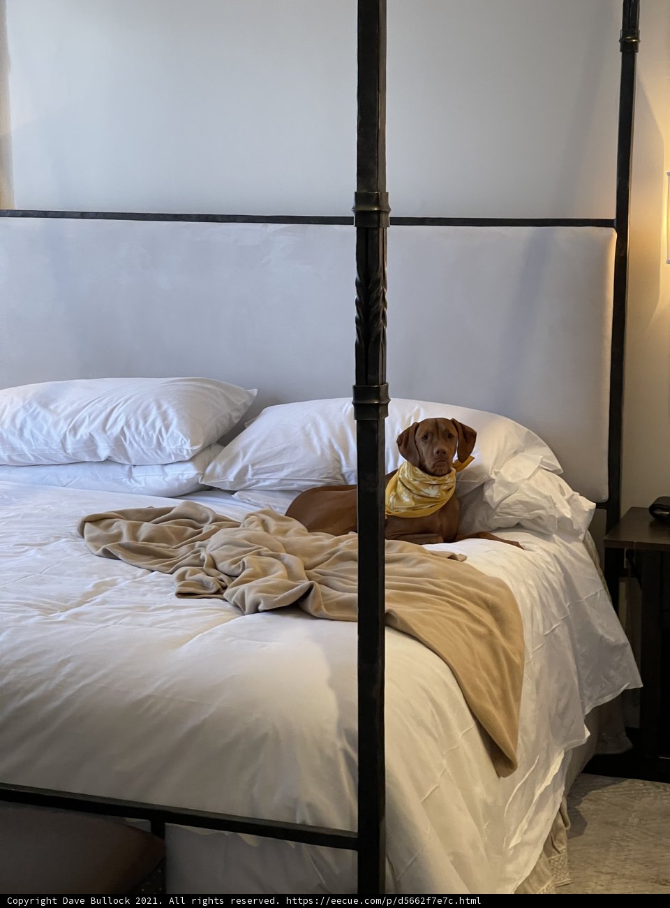 Canine Comfort in a Santa Fe Canopy Bed