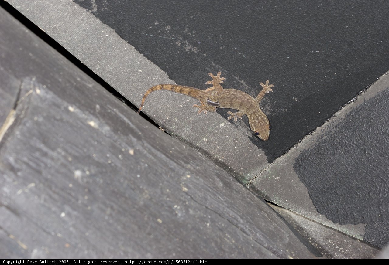 Gecko on the Edge
