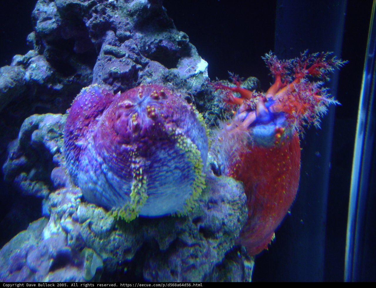 Vibrant Sea Anemones in Aquarium