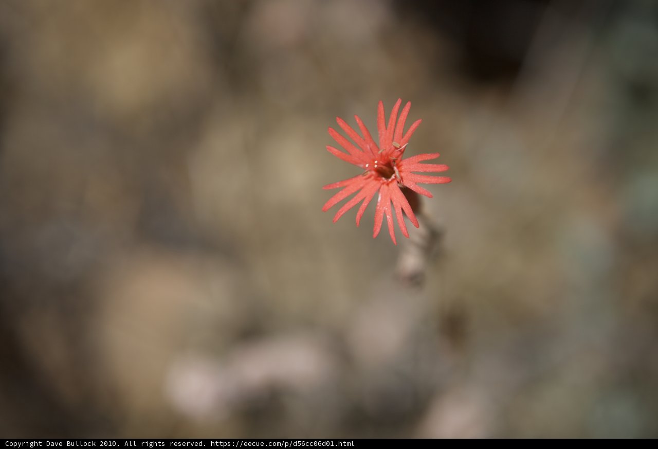 A Lone Red Daisy in the Field