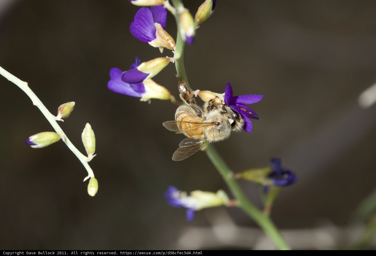 Bee on a Purple Flower