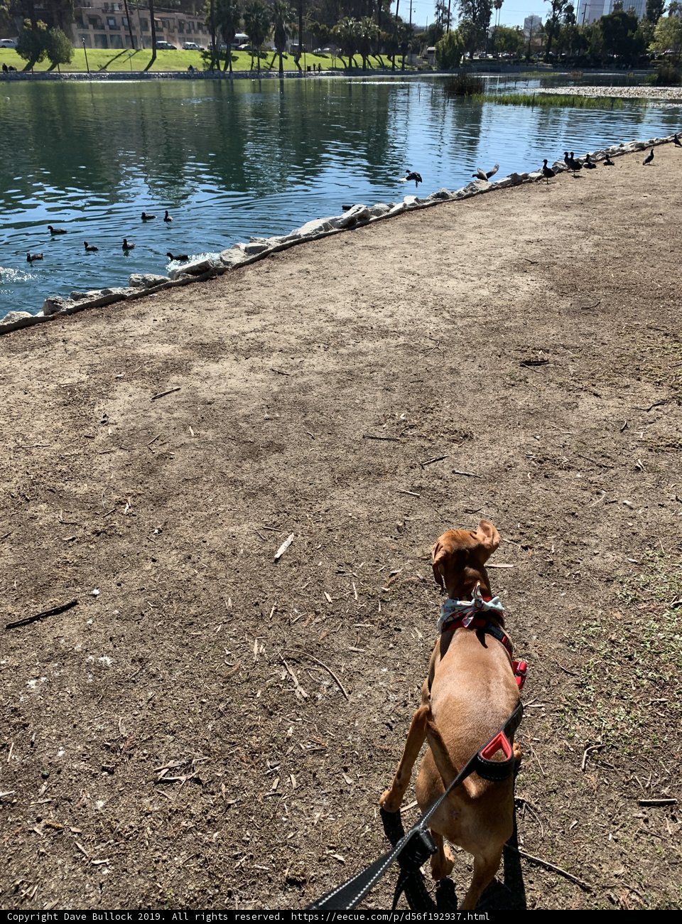 Dog Days of Summer
