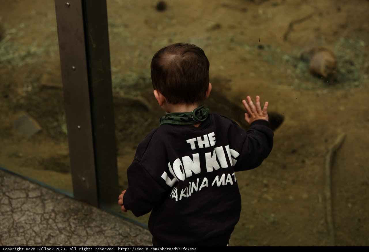 Young Explorer in SF Zoo