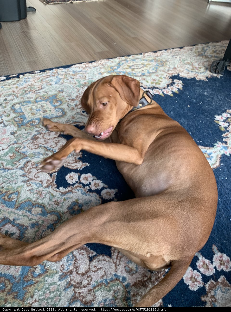Resting on Hardwood