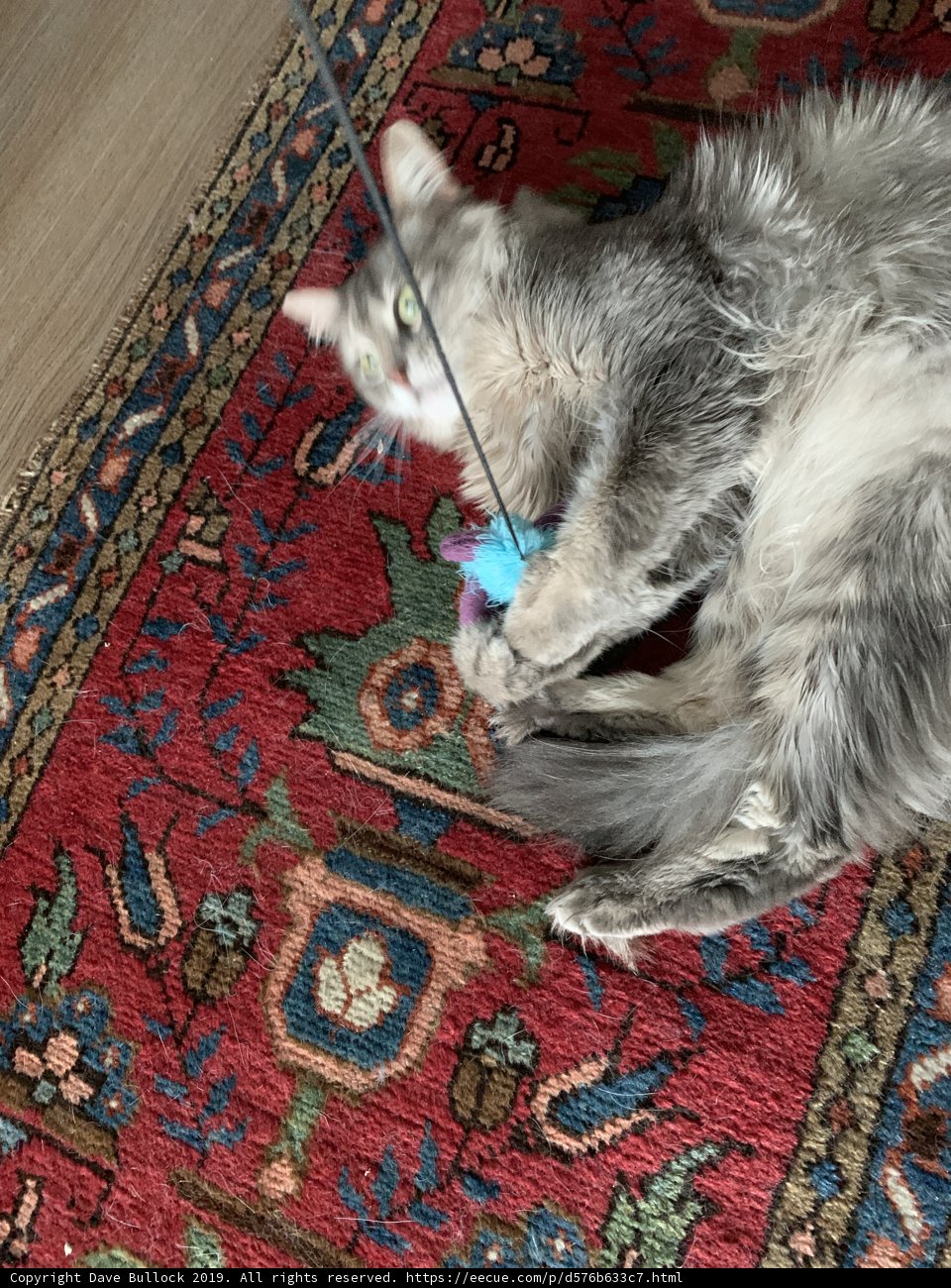 Feline Fun on the Floor