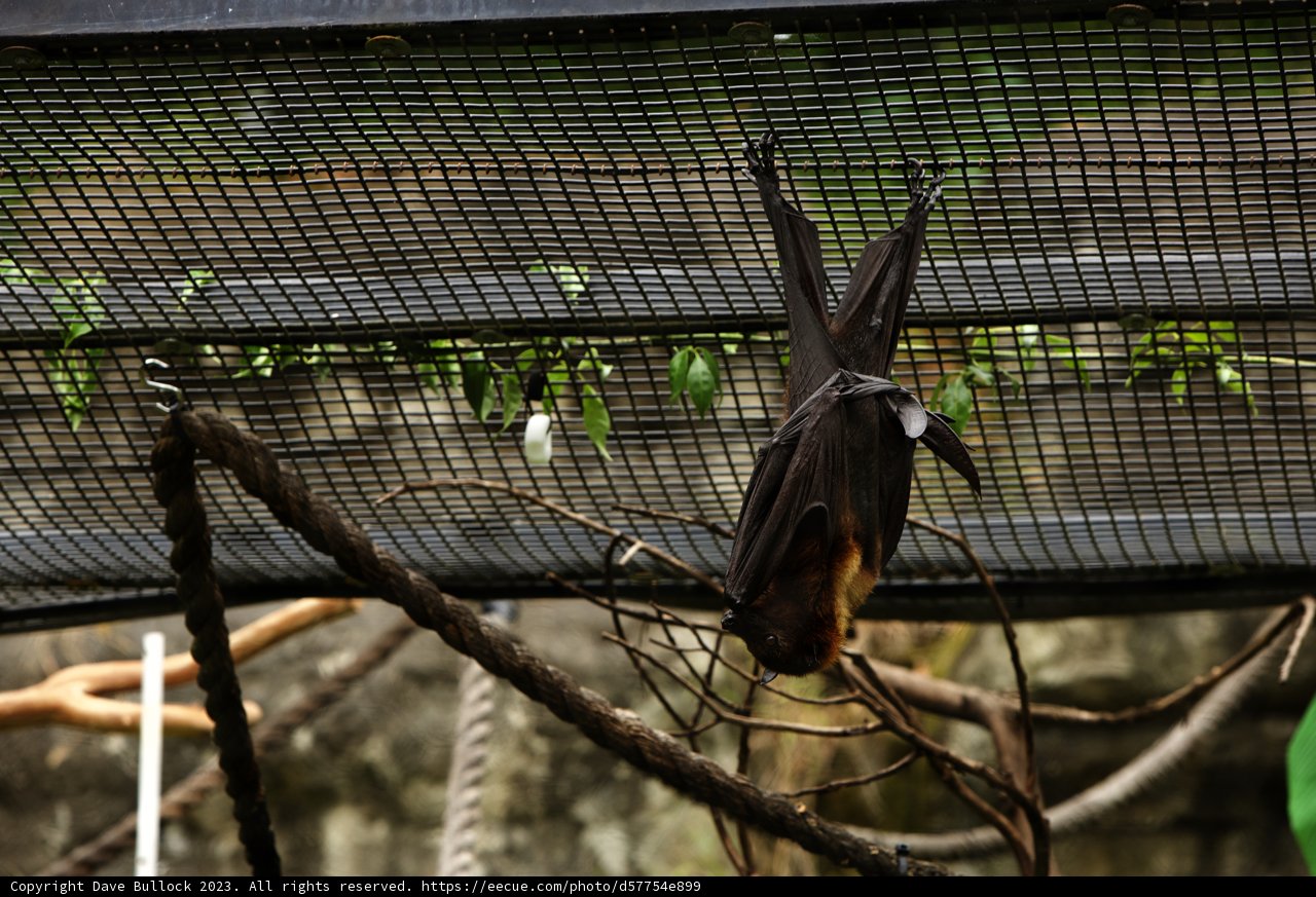 Chiroptera Chronicles - A Day at Oakland Zoo
