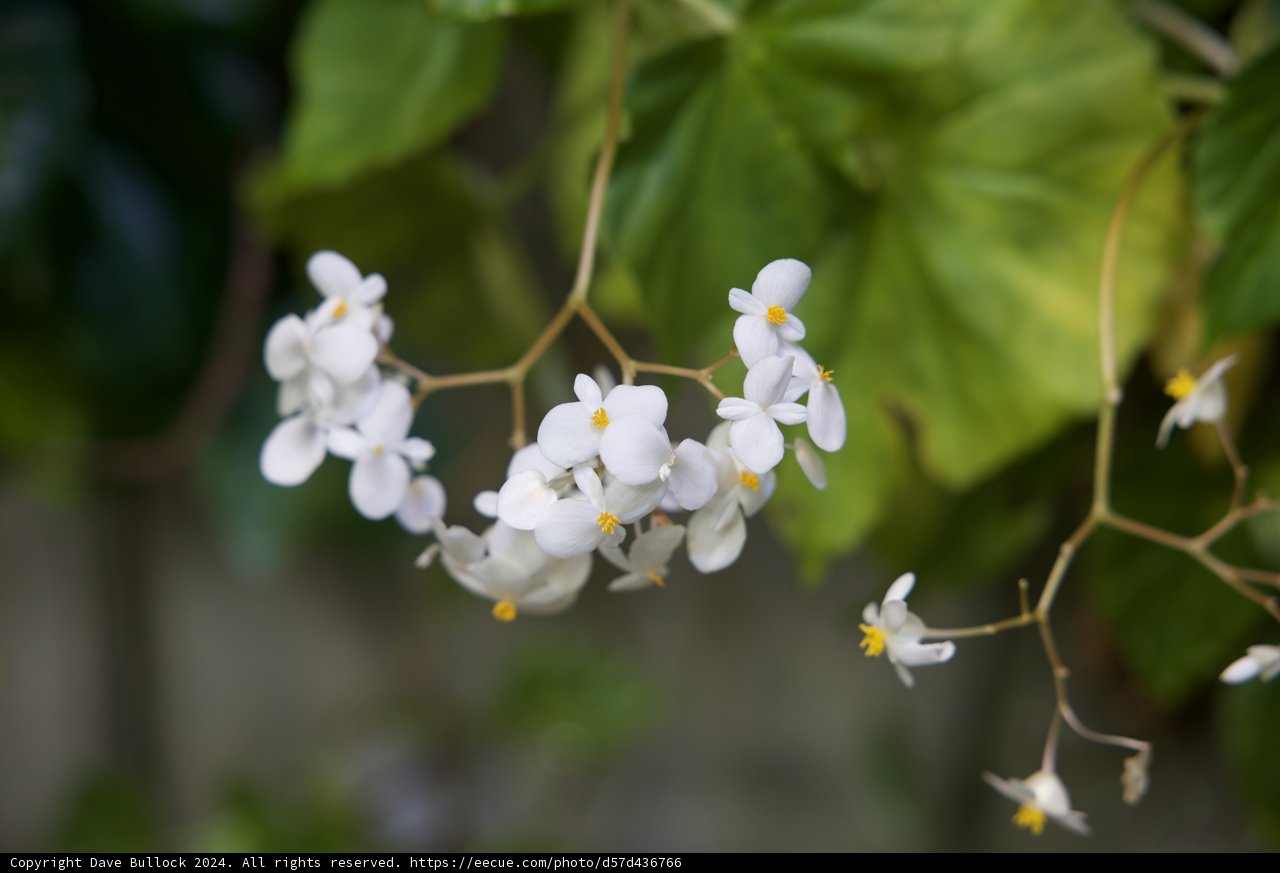 Blossom in Peace