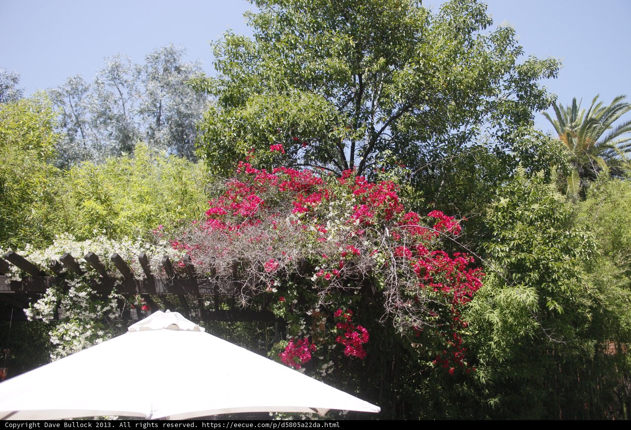 Garden Umbrella on the Patio