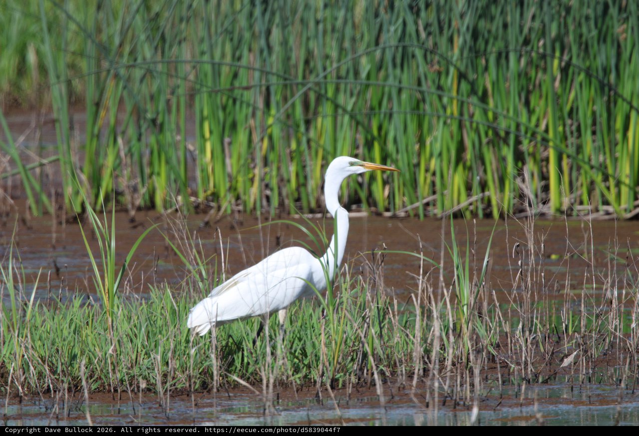 Great Egret Hunting in Wetland Marsh